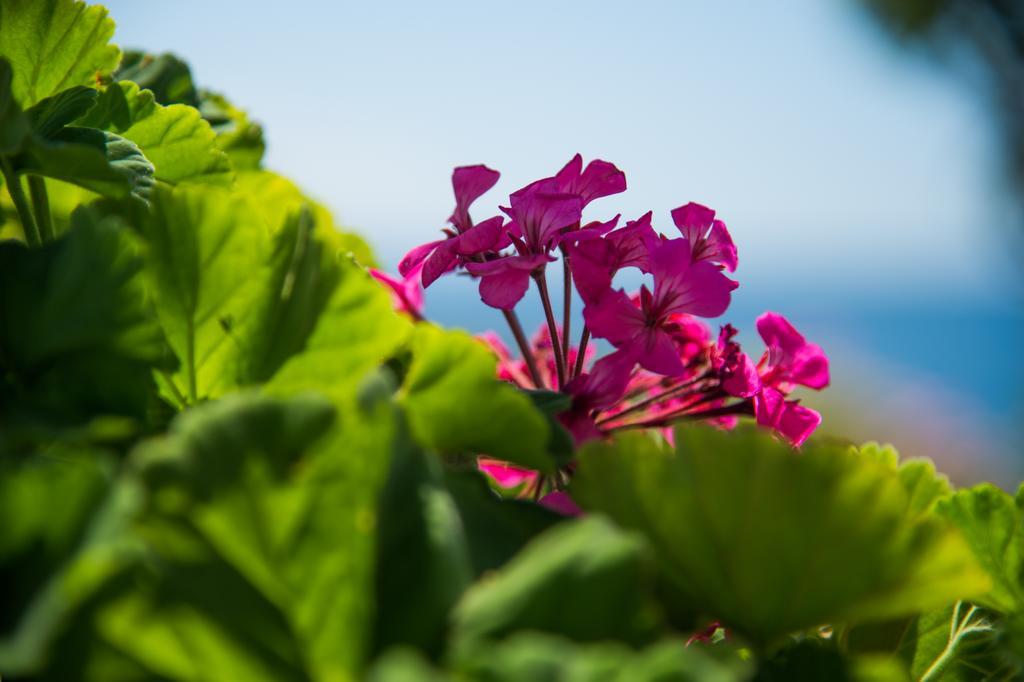 Krouzeri Beach Apartments Nisaki  Rom bilde